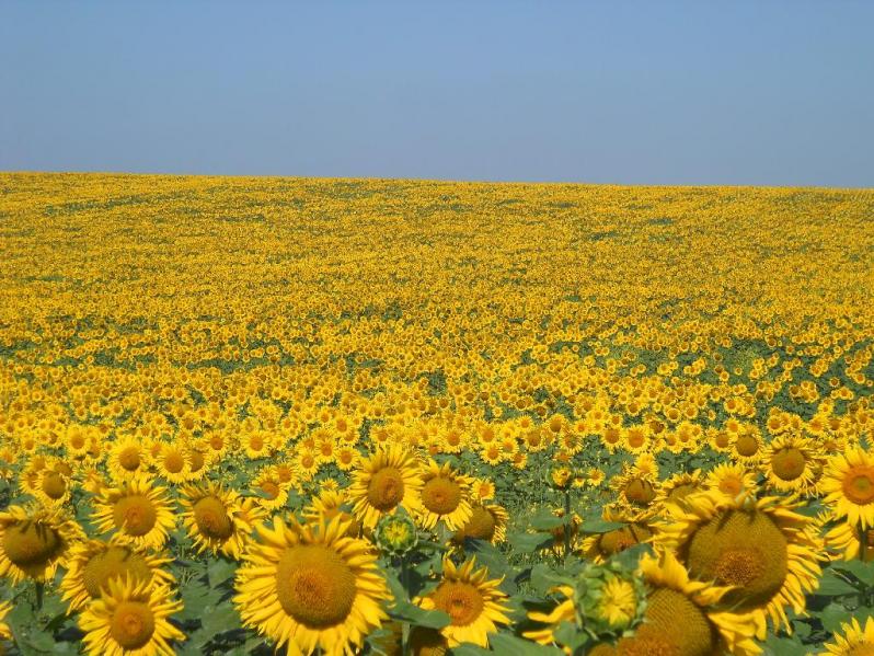 Recolta De Floarea Soarelui Din Aceast Toamn Este Cea Mai Mic Din