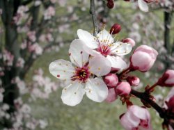 (CRĂCIUN 2015) 10 grade Celsius în Finlanda, cireşi în floare în Germania, record de căldură în Moscova (CRĂCIUN 2015) 10 grade Celsius în Finlanda, cireşi în floare în Germania, record de căldură în Moscova