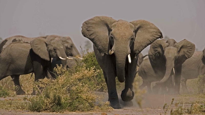 În Zimbabwe, elefanţii epuizaţi mor din cauza secetei