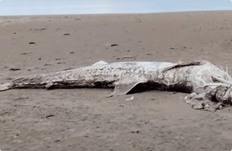 Rămășițele unei creaturi bizare, descoperite la gura de vărsare a golfului Liverpool
