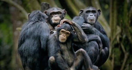 Un nou studiu a descoperit lucruri uimitoare despre umorul maimuțelor