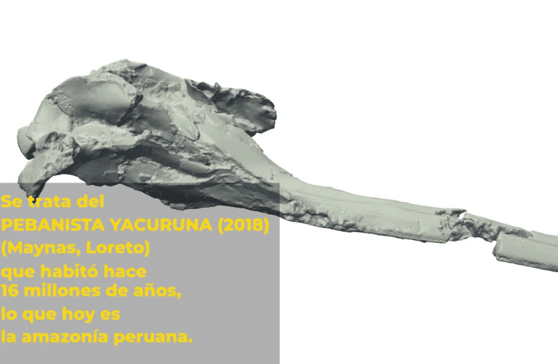 Oamenii de știință au avut un șoc când au descoperit un craniu uriaș, vechi de 16 milioane de ani/ VIDEO