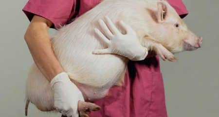 Transplant de rinichi de la porc la om, în SUA