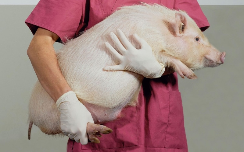 Transplant de rinichi de la porc la om, în SUA
