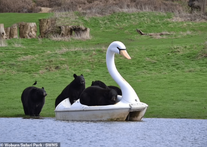 Urși negri, la plimbare pe lac într-o lebăda uriaşă, cu pedale
