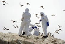 Oamenii de știință se tem că virusul H5N1 s-ar putea adapta pentru a se transmite de la om la om