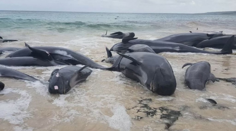 Peste 100 de balene pilot au eșuat în Australia de Vest