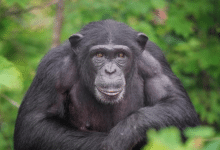 De ce doar un procent de 1,2% din ADN-ul nostru ne transformă din cimpanzei în oameni?