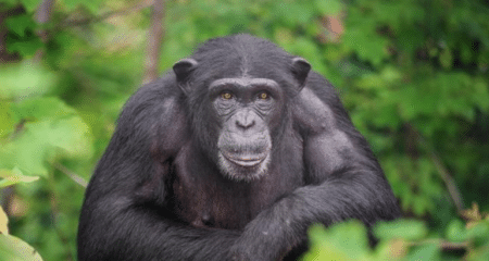 De ce doar un procent de 1,2% din ADN-ul nostru ne transformă din cimpanzei în oameni?