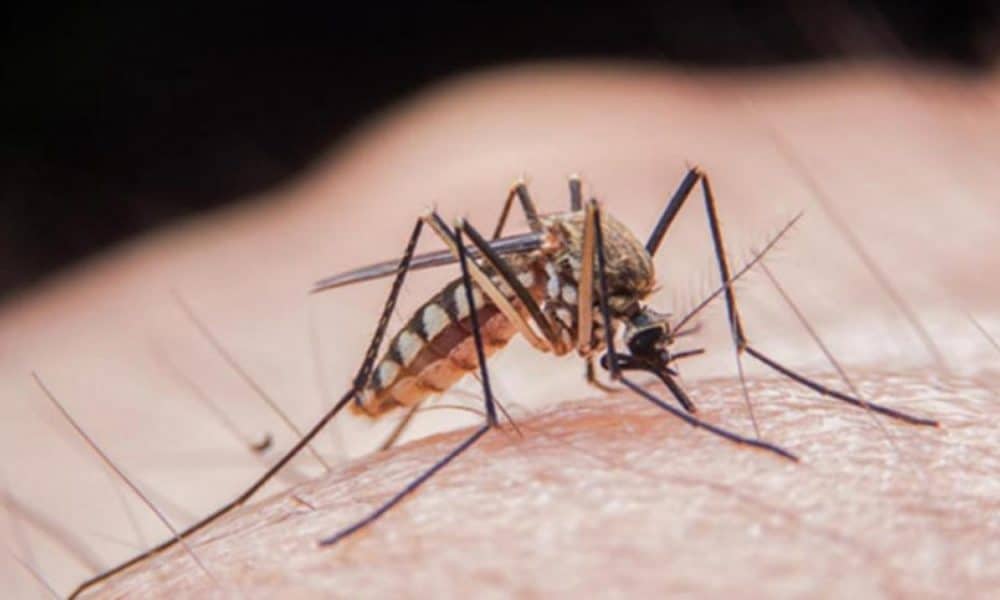 ‘Infecția cu virusul West Nile nu mai este de mult o boala exotică în România’