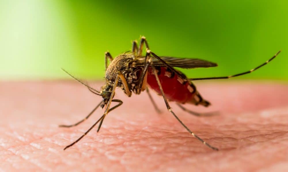 Al treilea deces din județul Suceava cauzat de virusul West Nile. Bilanțul ajunge la 22 de cazuri în România