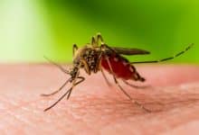 Al treilea deces din județul Suceava cauzat de virusul West Nile. Bilanțul ajunge la 22 de cazuri în România