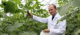 Conțin sau nu castraveții autohtoni pesticide? ANSA a prelevat probe și va aplica sancțiuni