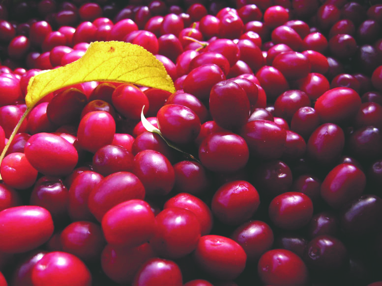 Coarnele de pădure – fructe cu proprietăți vindecătoare – Știri de ...