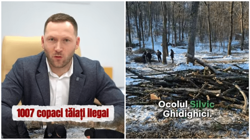 Peste 1000 de arbori tăiați ilegal, descoperiți în timpul unui control inopinat la Ghidighici: Prejudiciul trece de jumătate milion lei