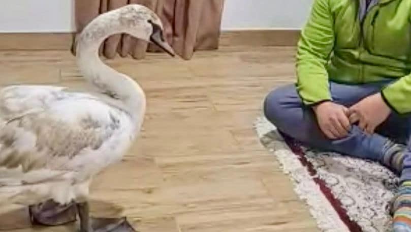 O lebădă a intrat în locuința unui bărbat din apropierea râului Nistru