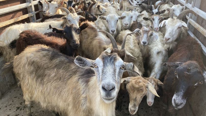 Fermierii din Moldova pot solicita granturi de până la un milion de dolari