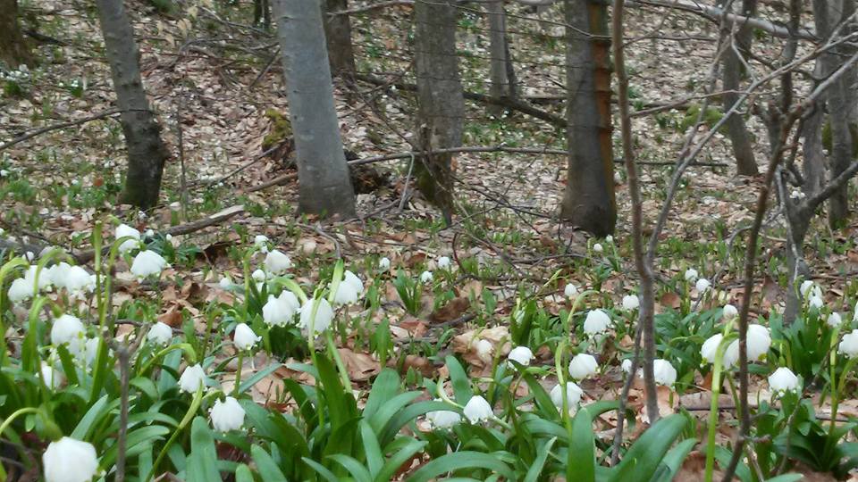 Cer variabil și temperaturi de până la 16°C în toată țara