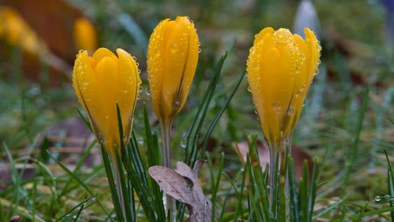 Ploi și temperaturi de până la +19°C: Cum va fi vremea în următoarele trei zile