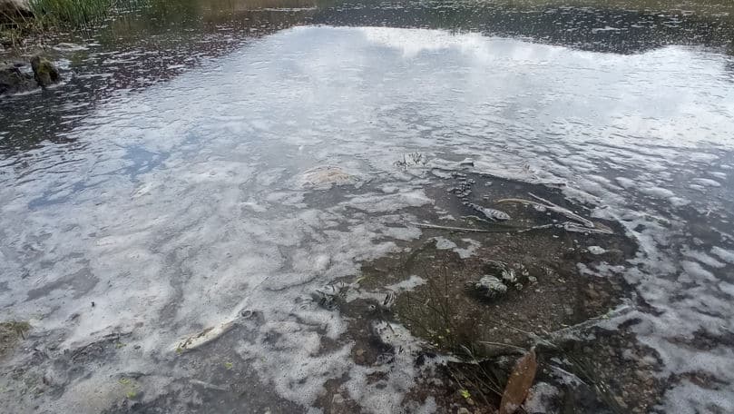 Apă contaminată cu amoniu și pești morți: Ce s-a întâmplat cu râul Răut