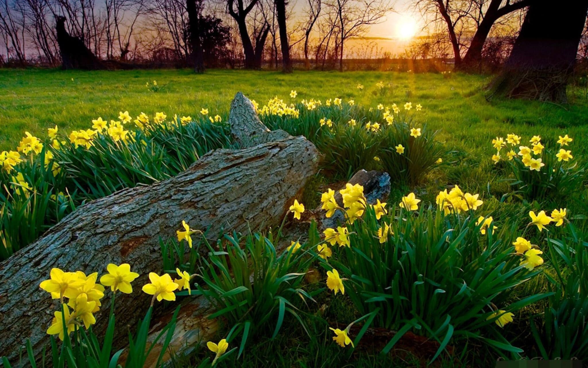 Vreme frumoasă de primăvară: Ce temperaturi anunță meteorologii pentru astăzi