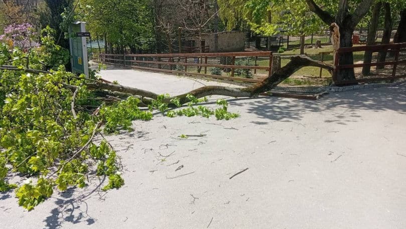 Copilul peste care a căzut o creangă la Grădina Zoologică a suferit traumatisme grave la nivelul capului: Ce spun medicii