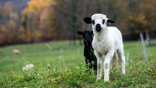 Ciobanii au scos la vânzare mieii pentru masa de Paște: Cât costă kilogramul de carne