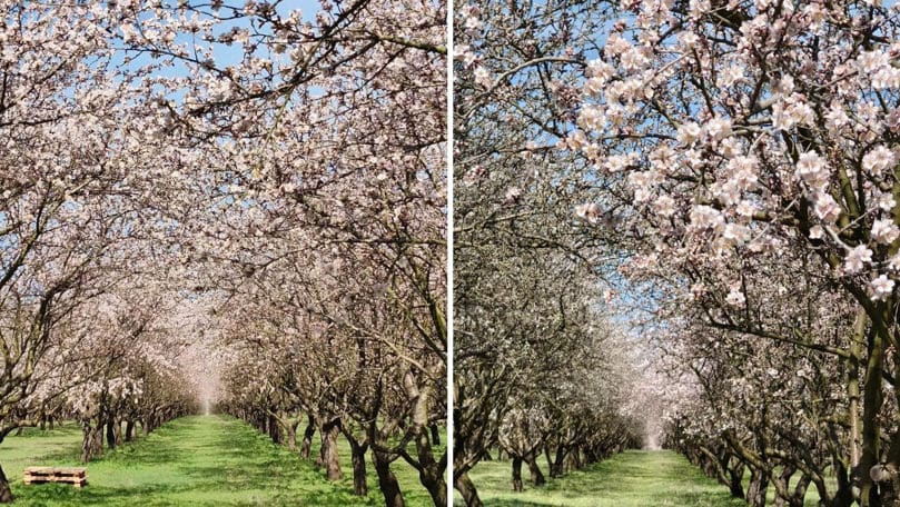 Livada de migdali de la Dumbrava Veche a înflorit. Vizitatorii sunt așteptați zilnic