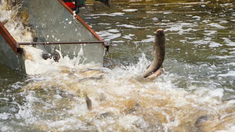 Râul Prut, repopulat: Peste două tone de pește, eliberate în lacul Costești–Stânca