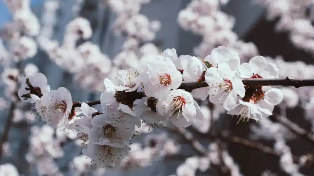 Cod Galben de înghețuri: Temperaturi de până la -3 grade în noaptea de 15 aprilie