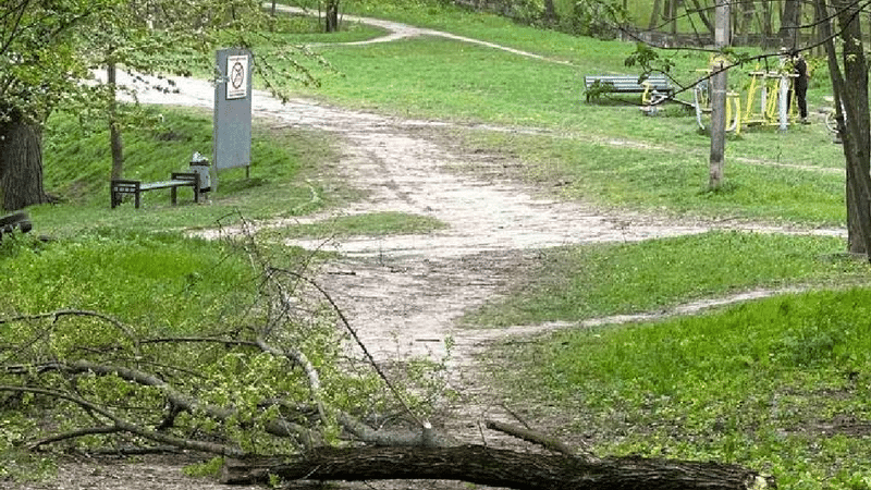 Rîșcani: Un bărbat a decedat, după ce un copac s-a prăbușit peste el