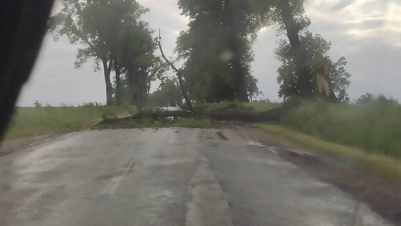 Ploi și vânt puternic în mai multe localități din Moldova: Un copac, doborât la Dondușeni