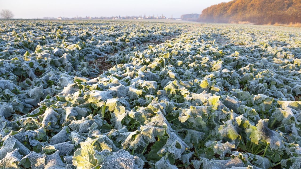 Înghețurile târzii au afectat peste 1 800 de hectare de rapiță la Căușeni