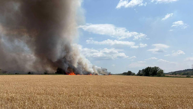 38 de hectare de grâu au ars la Purcari, Ștefan Vodă