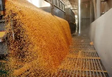 TVA de 8% doar pentru grâu, porumb și floarea-soarelui, până la 1 ianuarie 2028