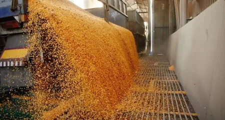 TVA de 8% doar pentru grâu, porumb și floarea-soarelui, până la 1 ianuarie 2028