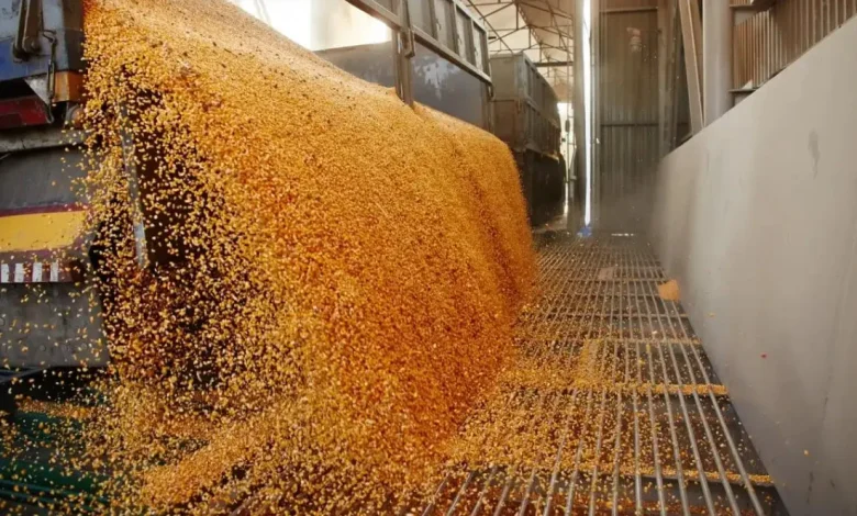 TVA de 8% doar pentru grâu, porumb și floarea-soarelui, până la 1 ianuarie 2028